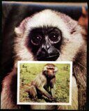 Павиан, обезьяны, фауна, почтовый блок, Шарджа 1972 г.
